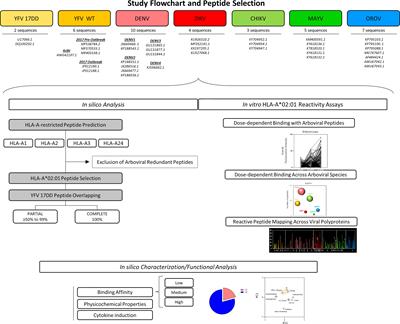 In silico and in vitro arboviral MHC class I-restricted-epitope signatures reveal immunodominance and poor overlapping patterns